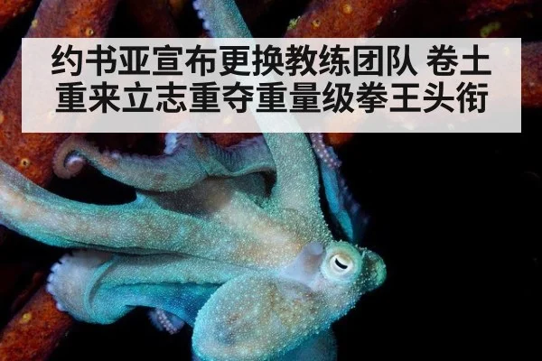 约书亚宣布更换教练团队 卷土重来立志重夺重量级拳王头衔
